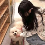 小米战地指挥官游戏下载
